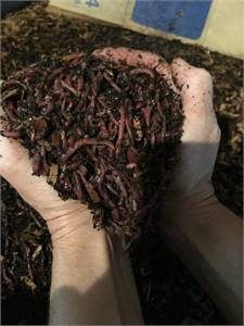 One pound composting/bait worms $28