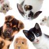 Discover Thurston County, WA: Pets (Updated 2024)